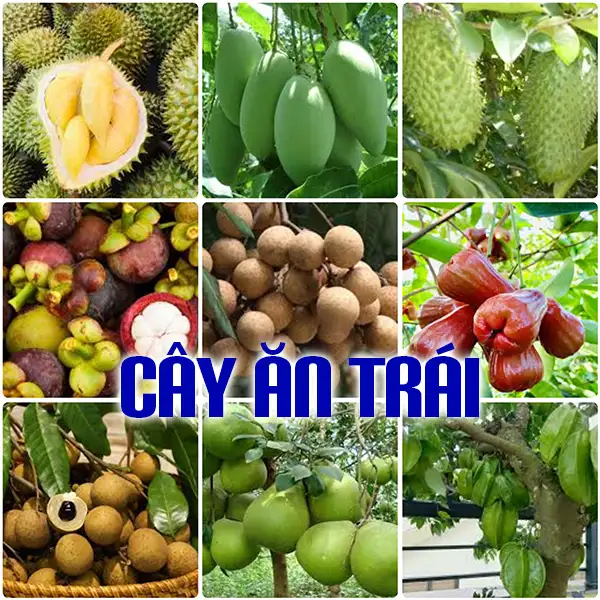CÂY ĂN TRÁI