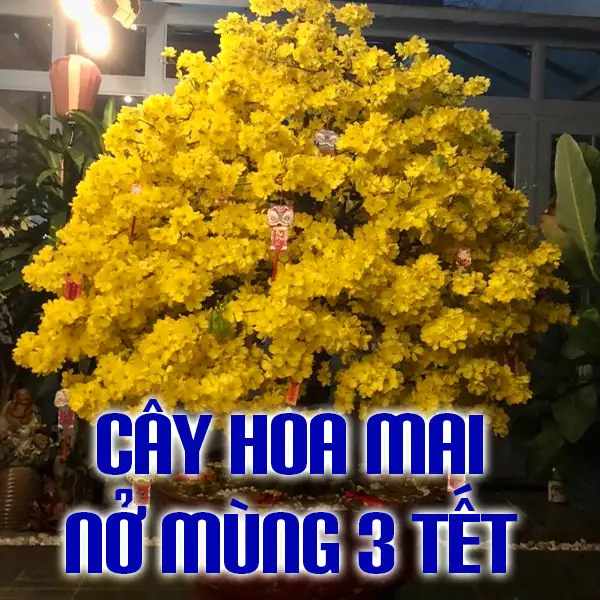 CÂY HOA MAI NỞ MÙNG 3 TẾT