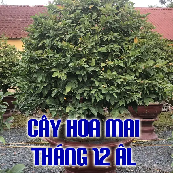 CÂY HOA MAI CỔ THỤ XANH LÁ