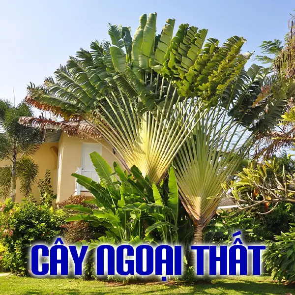 1 - CÂY NGOẠI THẤT