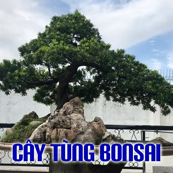 CÂY TÙNG BONSAI