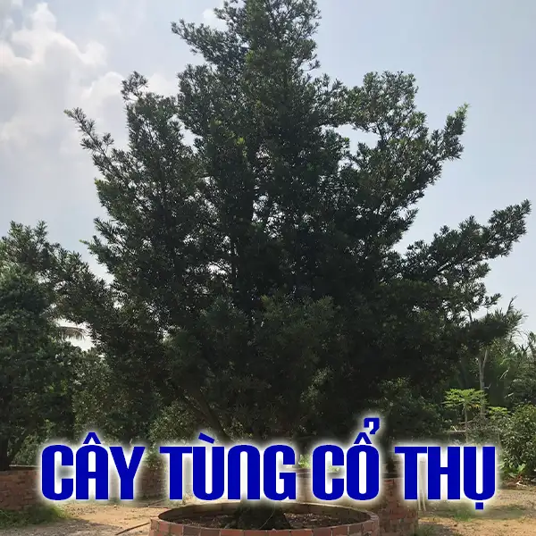 CÂY TÙNG CỔ THỤ