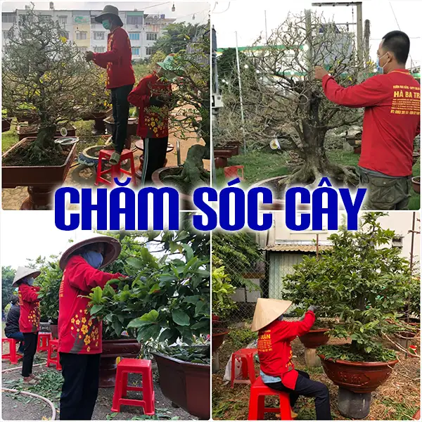 CHĂM SÓC CÂY