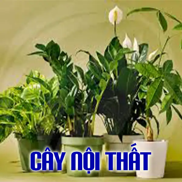 1 - CÂY NỘI THẤT