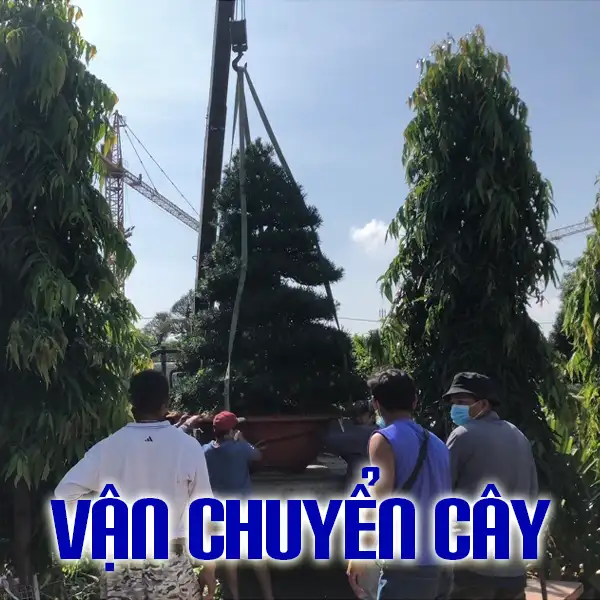 VẬN CHUYỂN CÂY