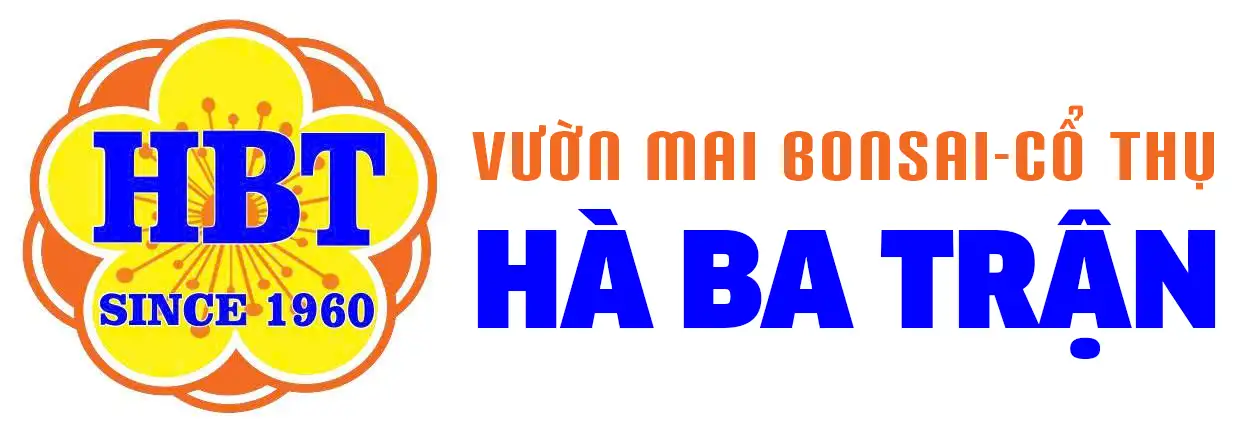 Vườn Mai Bonsai-Cổ Thụ Hà Ba Trận